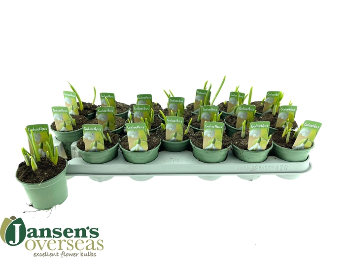 <h4>GALANTHUS NIV IN POT</h4>