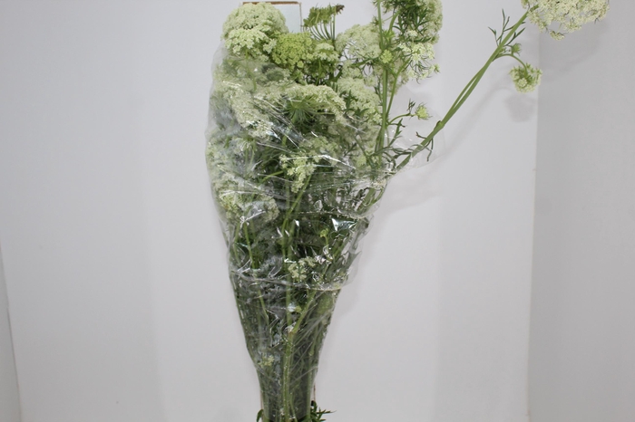 <h4>FLOR DE CENOURA</h4>