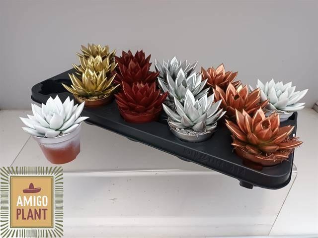 <h4>ECHEV MIRANDA</h4>