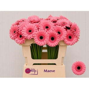 GE MI MAEVE