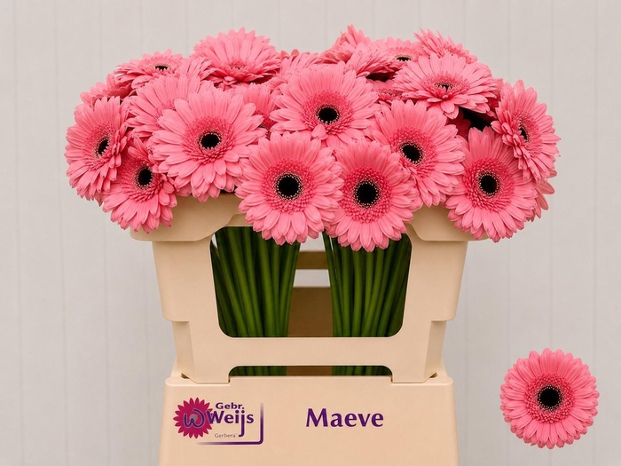 <h4>GE MI MAEVE</h4>