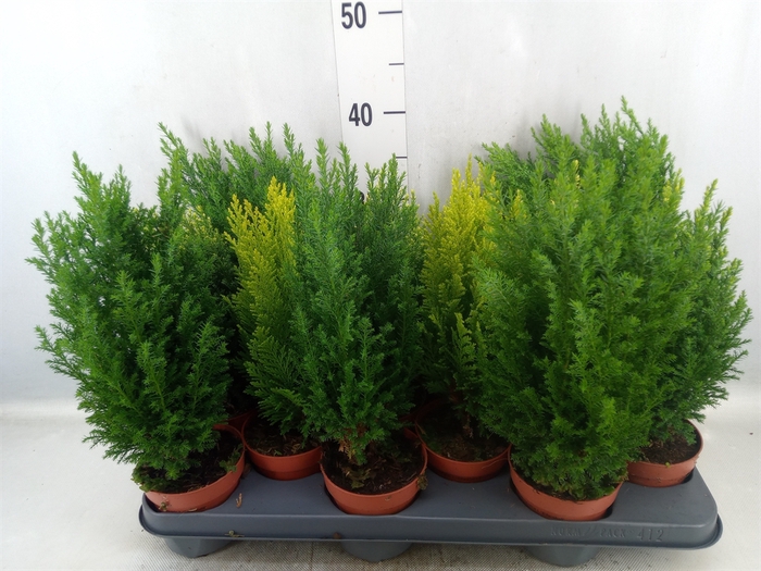 <h4>Conifers   ...mix</h4>