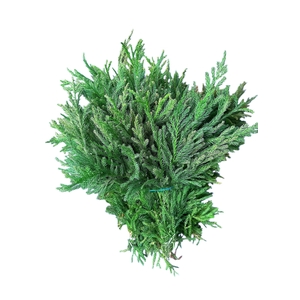 CRYPTOM J CRISTAT BS