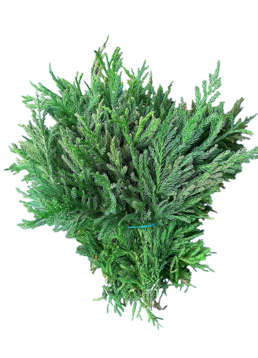 <h4>CRYPTOM J CRISTAT BS</h4>