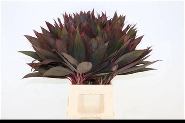 <h4>DECOGROEN GROOT BLAD</h4>