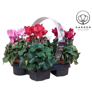 Cyclamen Garden 4 pack