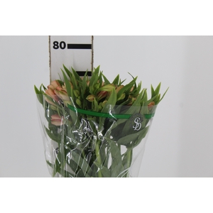 ALSTROEMERIA CANYON 070 CM CHA
