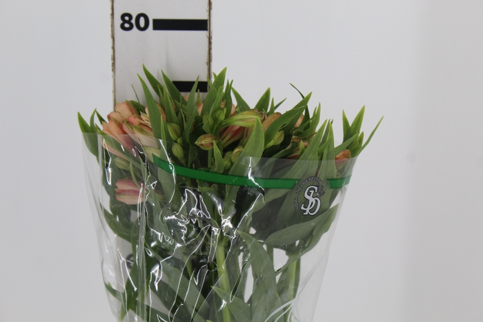 <h4>ALSTROEMERIA CANYON 070 CM CHA</h4>