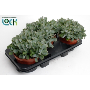 Crassula Arborensis Cristaat