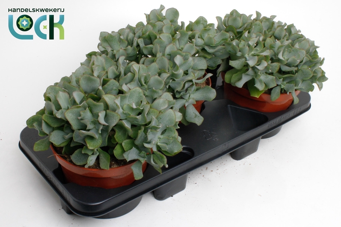 <h4>Crassula Arborensis Cristaat</h4>