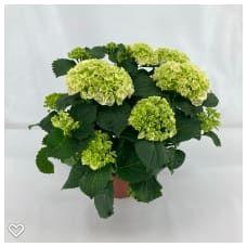<h4>Hydrangea Crystal Palace wit 14 cm 7 kop rijp 2</h4>