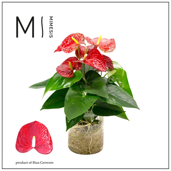 <h4>Mimesis Anthurium KARMA Red - Aqua di Karma Melkbus</h4>