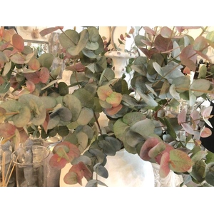 EUC. STUARTIANA PRESERVED AUTUMN