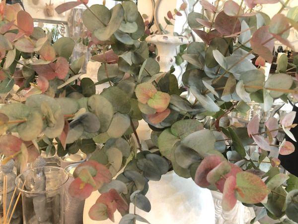 <h4>EUC. STUARTIANA PRESERVED AUTUMN</h4>