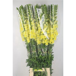Antirrhinum Fr. Yellow Ex
