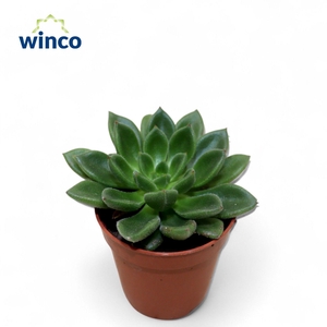 Echeveria Fantasia Clair