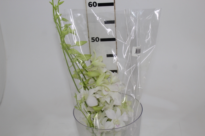 DENPHALAEN MACO MINIMO 30 FLORES
