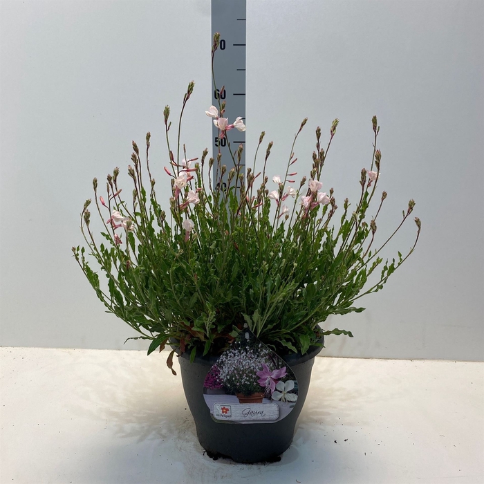 <h4>Gaura lindheimeri 'Geyser White'</h4>