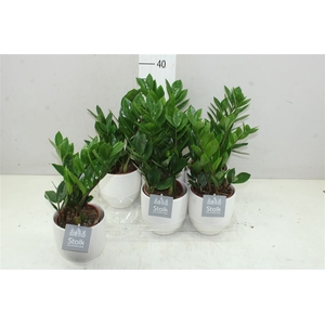 Zamioculcas 4+ Liv Keramiek