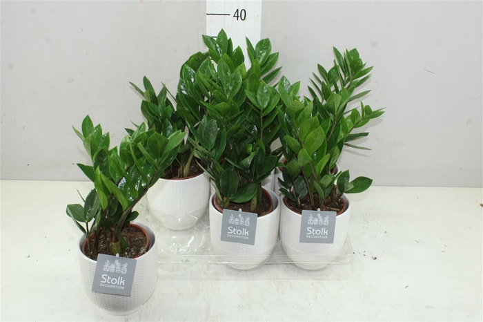 Zamioculcas 4+ Liv Keramiek