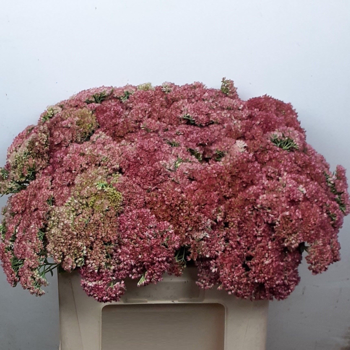 <h4>SEDUM SPECTABILE</h4>