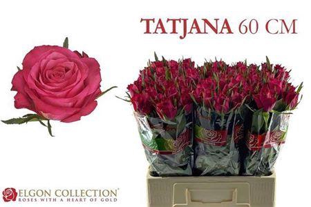 <h4>R Gr Tatjana</h4>