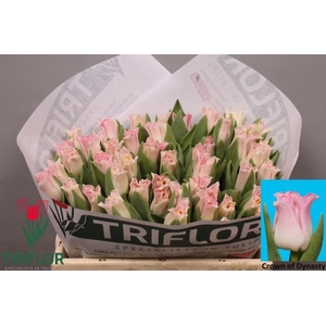 TU CO CROWN  DYNASTY