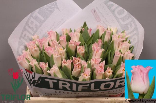 <h4>TU CO CROWN DYNASTY</h4>