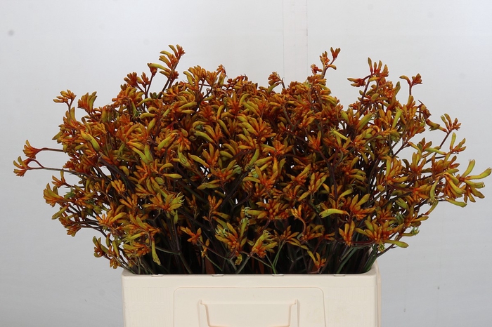 <h4>Anigozanthos Bush Sunset</h4>