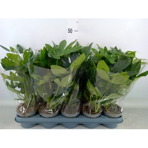 Fatsia japonica   ...