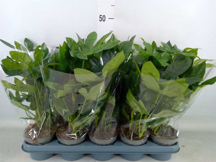 <h4>Fatsia japonica   ...</h4>