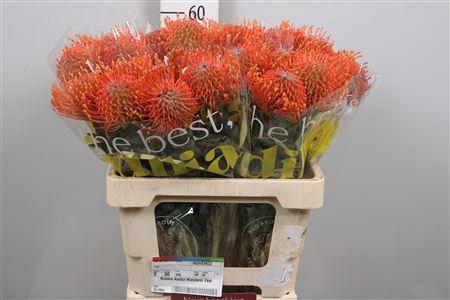 <h4>Leuco Ayoba Mandarin Zest</h4>