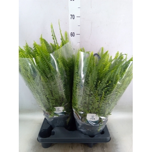 Nephrolepis exal. 'Green Lady'