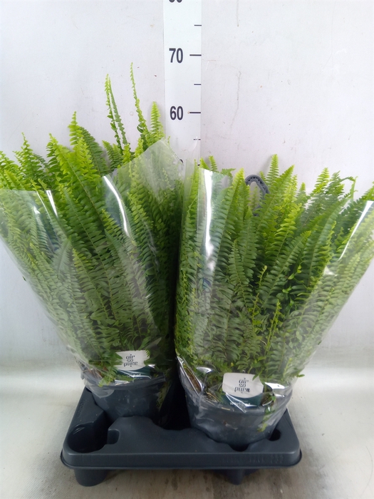<h4>Nephrolepis exal. 'Green Lady'</h4>