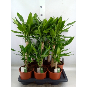 Dracaena frag. 'Steudneri'
