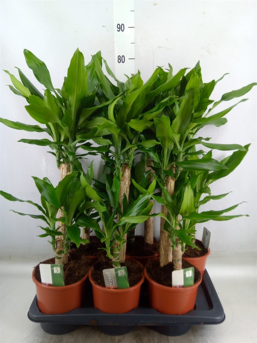 <h4>Dracaena frag. 'Steudneri'</h4>