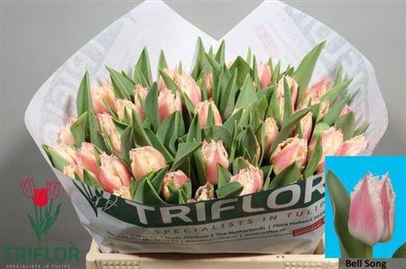 <h4>Tu Fr Bell Song</h4>