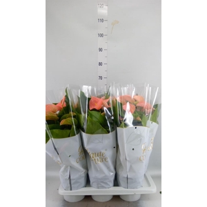 Anthurium andr. 'FC Festivo Lux'