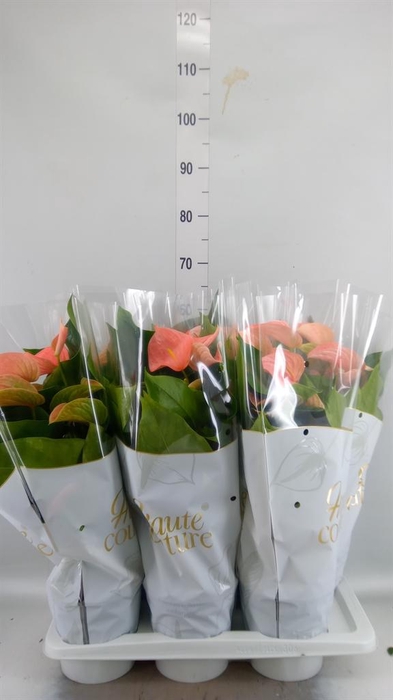 <h4>Anthurium andr. 'FC Festivo Lux'</h4>