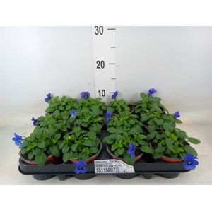 Viola corn. 'Evo Mini Violet Beaco'