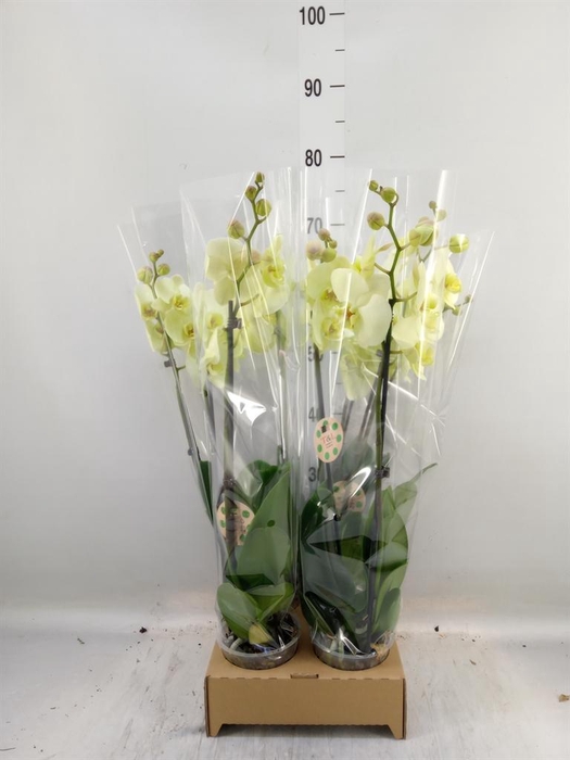 <h4>Phalaenopsis   ...</h4>