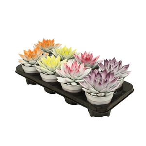 Echeveria bicoloured light-dark mix