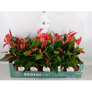 Anthurium  'Banderola Roja'