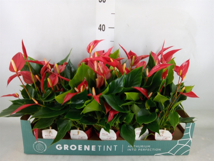 <h4>Anthurium  'Banderola Roja'</h4>