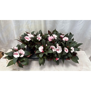IMPAT WHITE PINK EYE