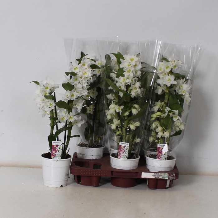 <h4>DEND NOBILE</h4>