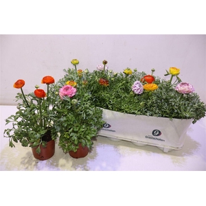 arr8 Ranun Sprink Dw Gem