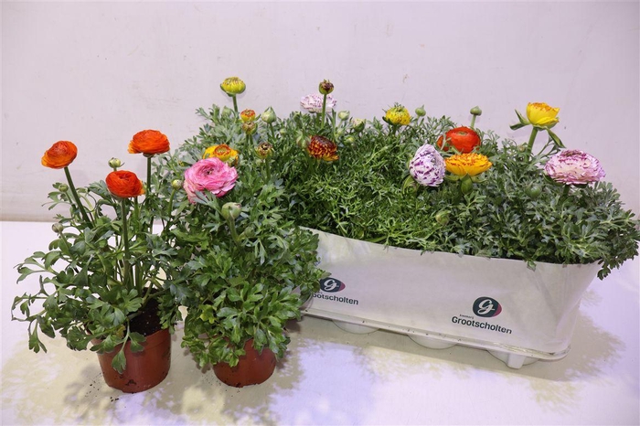 <h4>arr8 Ranun Sprink Dw Gem</h4>