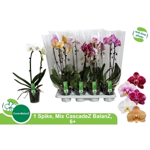 PHAL EL CASCADE