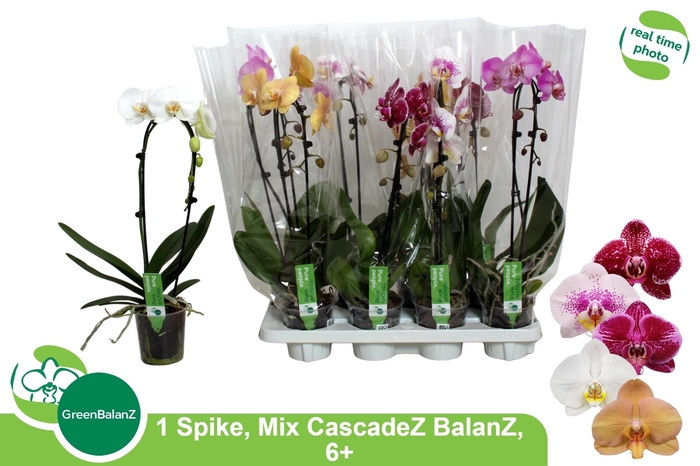 <h4>PHAL EL CASCADE</h4>